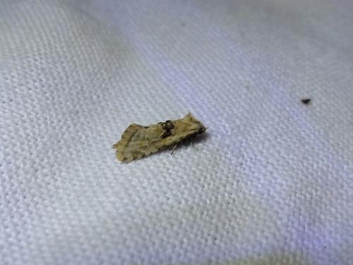 Cochylimorpha straminea